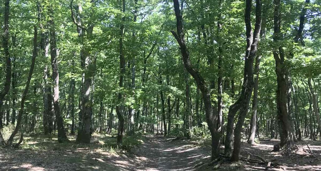 forêt de buzet