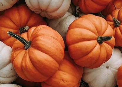 You are currently viewing Menus Cantine du 13 au 17 Octobre 2025